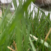 May Lawns and Dog Noses