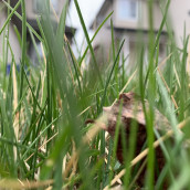 May Lawns