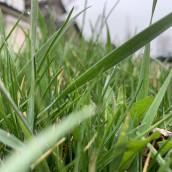 May Lawns