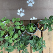 Garden in Waiting